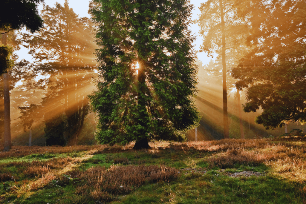 6-Nature-Inspired-Elements
