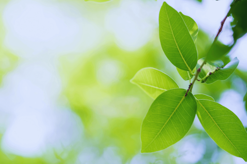 9-Greenery-on-a-Budget
