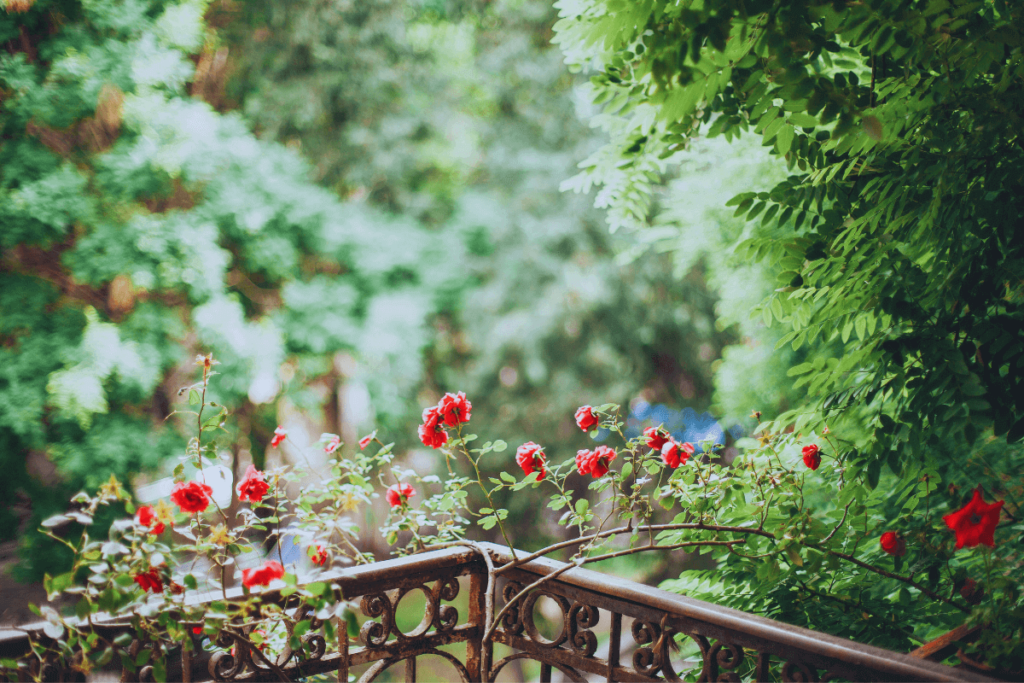 4-Balcony-Friendly-Trees-and-Shrubs