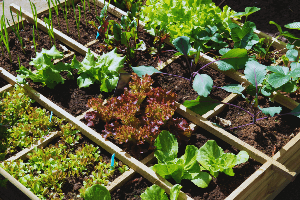 6-Container-Gardening-Tips