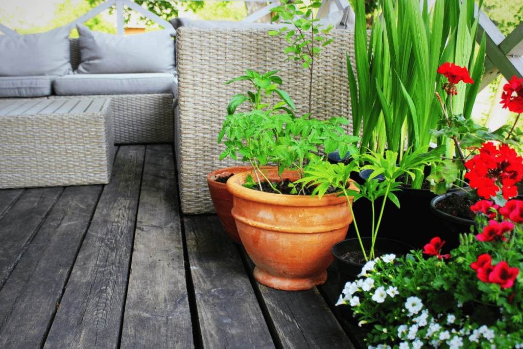 7-Low-Maintenance-Plant-Options