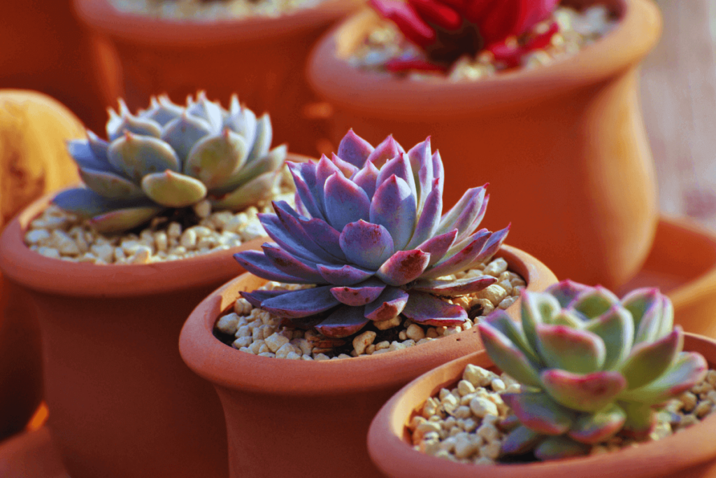 7-Plants-Plants-Plants