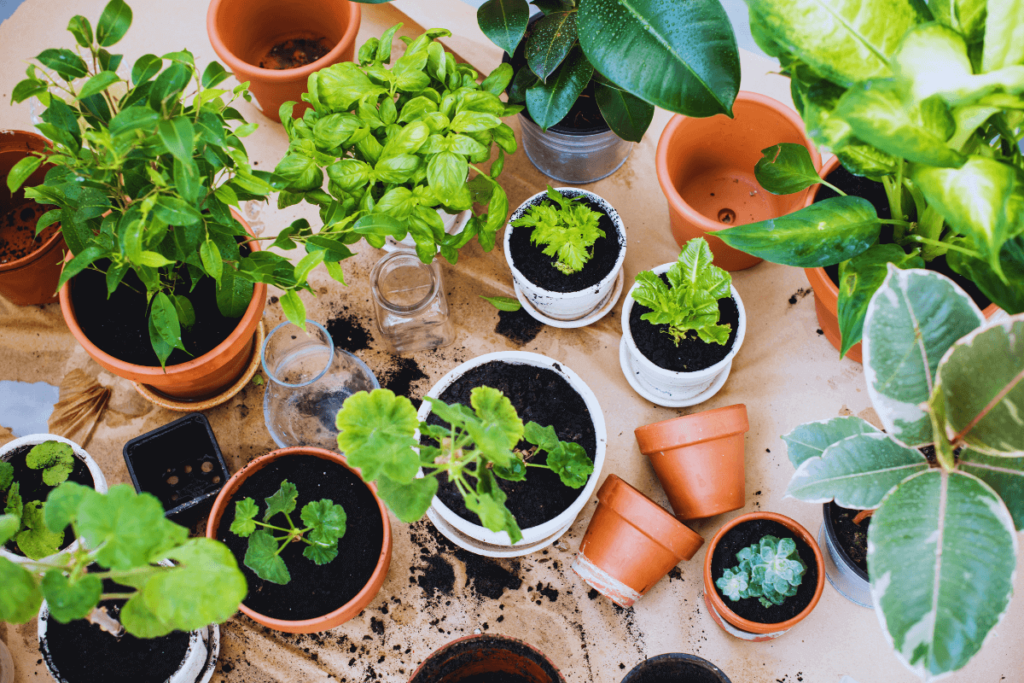 7-Potted-Plants-for-Green-Serenity