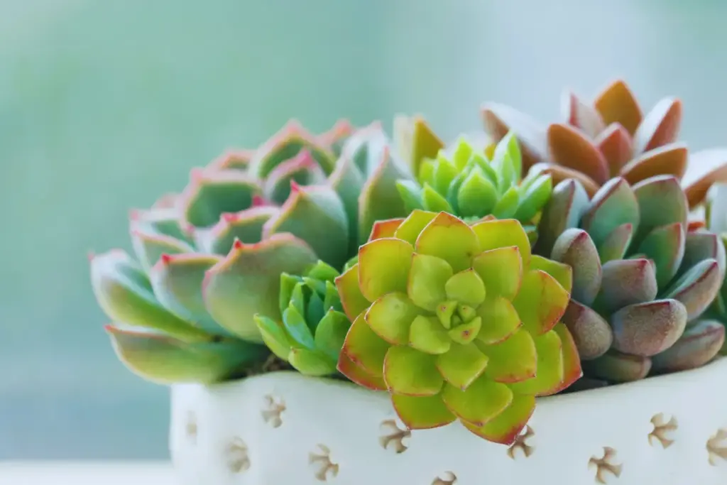 Embrace-Nature-Inspired-Elements